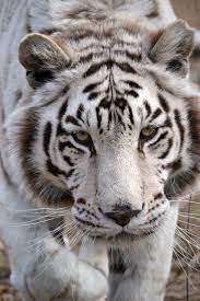 My Life In Captivity Through The Eyes Of Nikita The White Tigress Life Animals Big Cats