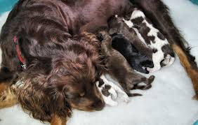 Black And Tan American Cocker Spaniel Puppies For Sale Newborn Cocker Spaniel Puppies Spaniel Puppies Cocker Spaniel Dog Cocker Spaniel