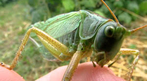 How to deter grasshoppers from garden. 11 Ways To Get Rid Of Grasshoppers Quick Effective And Natural