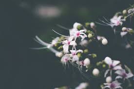 We did not find results for: 5388069 6000x4000 Plant Bengal Indian Kolkatum Depth Of Field Shade Dark Cluster Flower Classi Png Images Greenery Shade Blooming Bokeh Indian Flower Wild Flowers Bloom India Nature Dark Mocah Hd Wallpapers
