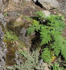 Image result for Afroligusticum runssoricum