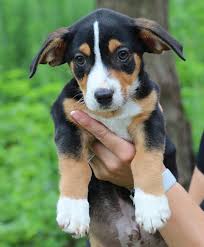 We have the *CUTEST* little corgi...