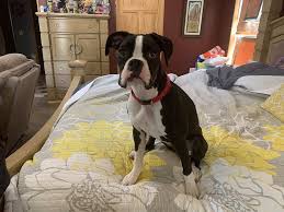 • $1850 family pet price (no paperwork for breeding or showing rights) • sealed color (can look brown in sunlight, and look black indoors) Rambo S Boxers Home Facebook