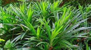 Image result for Pandanaceae