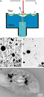 We did not find results for: Scanning Electron Microscopy Of Cells And Tissues Under Fully Hydrated Conditions Pnas