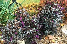 17 Beautiful Purple Houseplants Purple Plants Plants Garden Flower Beds