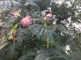 Spread the pods in a single layer on it so that they aren't touching each other. Good To Grow Three Trees That Smell As Good As They Look Gardening Wvgazettemail Com