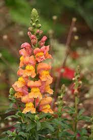 Snapdragons Flickr Photo Sharing Planting Flowers Beautiful Flowers Flower Garden