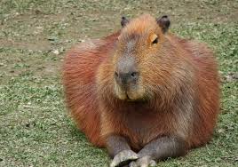We did not find results for: Capivara Del Capybara Foto De Archivo Imagen De Outdoors 146657384