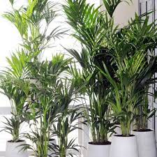 We did not find results for: Palem Kuning Bibit Tanaman Hias Daun Indoor Outdoor Yellow Palm Tree Y4i Shopee Indonesia