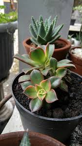 Aeonium Decorum Rosen