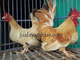Berikut adalah cara budidaya ayam kate atau ternak ayam kate : 5 Cara Mudah Beternak Ayam Kate Jual Ayam Hias