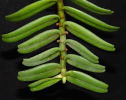 Image result for Calyptrochilum