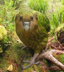 Birds That Dont Fly Diy Anleitung Lunchbag Aus Wachstuch Nahen Via Dawanda Com Rare Birds Kakapo Flightless Parrot