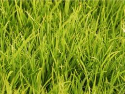 Once established it will produce a. What Is Lomandra Grass Learn About Lomandra Information And Maintenance