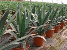 Image result for Agave sisalana