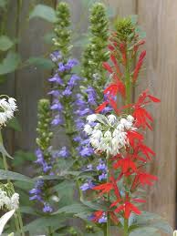 Image result for Lobelia pteropoda