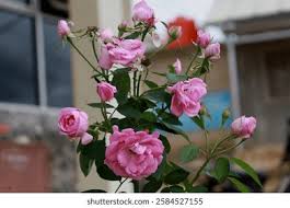 Image result for Rosa sp.