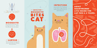 The veterinarians at the drake center for veterinary care are here to provide you with prevention and treatment heartworms in cats are spread through mosquitos carrying cat heartworm larvae. Heartworm In Cats Signs Diagnosis Treatment And Prevention Bechewy