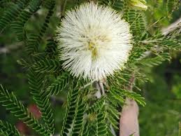 Image result for Samanea leptophylla