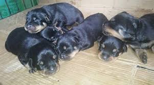 Virginia beach virginia pets and animals 500 $. Virginia Quality Rottweiler Puppies Available For Sale Pets And Animals In Virginia Norfolk