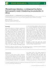 Image result for Rhamphicarpa brevipedicellata