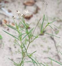 Image result for Kohautia confusa