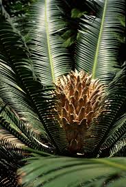 Image result for Dioon