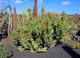 Image result for Euphorbia cooperi
