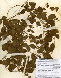 Image result for Macrotyloma stenophyllum