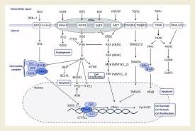 Nhs bowel cancer screening checks if you could have bowel cancer. Schematic Representation Of The Main Pathways Affected In Colorectal Download Scientific Diagram