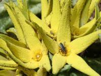 Image result for Jamesbrittenia micrantha