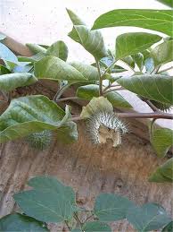 Image result for Datura inoxia