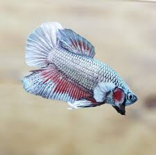 Goldfish make the water dirty quickly and their bright colors and fins are exactly what makes a betta fish stress, be angry and aggressive! Don T Make Me Angry Animals Siamese Fighting Fish Betta Fish Types