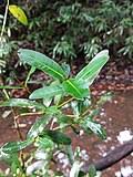 Image result for Ixora phellopus