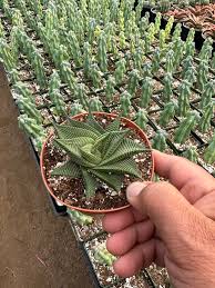 Image result for Haworthia limifolia