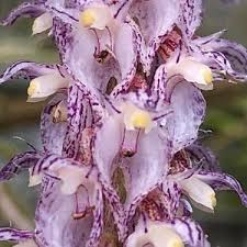 Image result for Bulbophyllum comatum