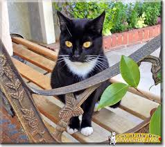 Cat Of The Day Every Day A New Cat Photo And Story Since 1998 Cat Day Cats Cat Photo