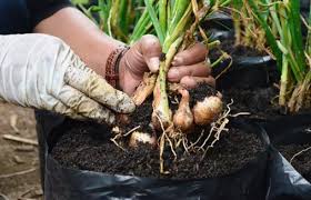 Maybe you would like to learn more about one of these? Kumpulan Budidaya Tanaman Yang Sangat Menguntungkan Teknikbudidaya Com