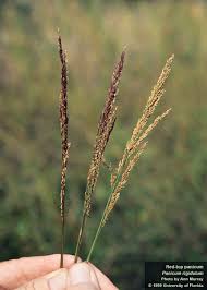 Image result for Panicum madipirense