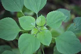 Image result for Acalypha ciliata