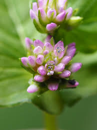 Image result for Persicaria nepalensis