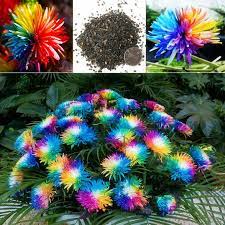 Colorful, yes, but also probably among the hippiest of hippie names. 50 Rainbow Chrysanthemum Flower Seeds Chrysanthemum Flower Seeds Flower Seeds Orchid Seeds