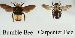 Keep reading to find out. Carpenter Bees Another Home Wrecker Carpenter Bee Bee Traps Carpenter Bee Trap