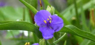 Die Dreimasterblume Leuchtet In Blauer Farbe Pflanzen Kubelpflanzen Bepflanzung