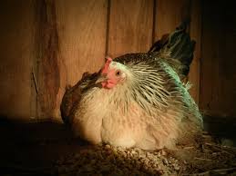 After doing a ton of research i found that drawing the fluid out with a syringe and giving. Egg Bound Chicken How To Identify And Treat It Tips Know Your Chickens