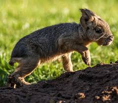 Sensor și mara au cucerit scena guerrilive cu urban symphonic beats. Mara Animals Yorkshire Wildlife Park