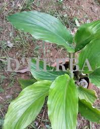 Kurkum (arab) , jiang huang, yu jin (china) , indian saffron, curcuma, kunir (indonesia) , kondin, temu kuning, ukon, goeratji, temu kunyit, tius. Kunyit Hitam Pokok Dherba Com