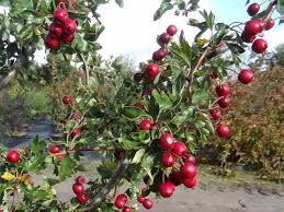 Your email address will not be published. Baumschule Eggert Blutenstraucher Baumschulen Heckenpflanzen Korkenzieherdorn Crataegus Monogyna Flexuosa Gunstig Bestellen