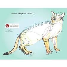 feline cat acupoints charts ch28